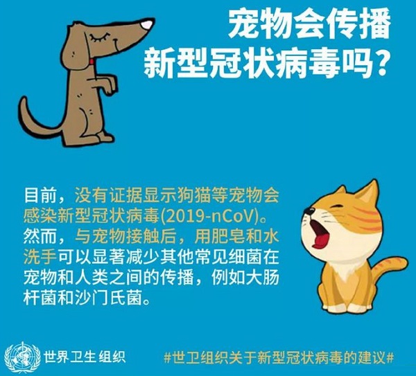 怎么防止家养猫狗感染新型冠状病毒nCoV 做好下面几点很重要