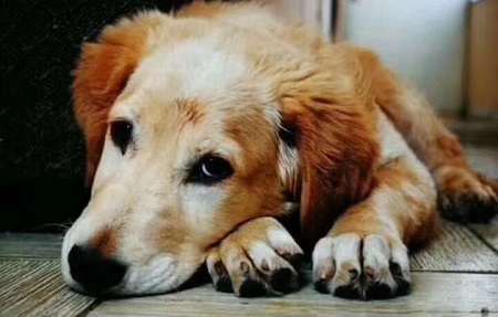 香港新冠肺炎患者的狗检测弱阳性不代表狗会感染新冠病毒