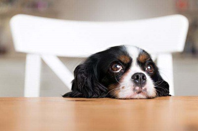 香港狗检测弱阳性是什么意思 疫情期间养狗注意事项