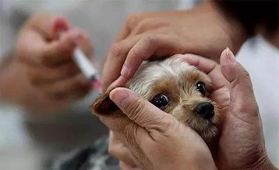 香港检测狗化验结果弱阳性 城市养狗注意哪些问题怎么解决
