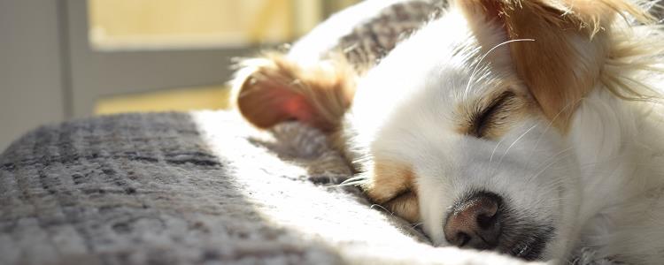 狗预产期不能超过几天 如何照顾怀孕期的母犬