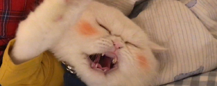 球球是只猫是什么品种 你喜欢球球吗？