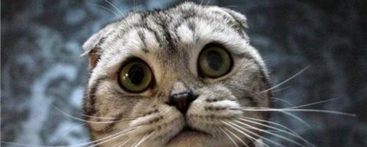 虎斑折耳猫容易发病吗 养折耳猫要注意什么？