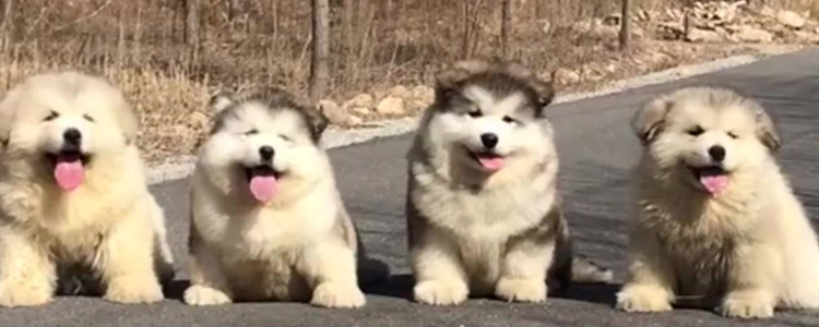 阿拉斯加狼版熊版区别 你了解阿拉斯加雪橇犬吗？