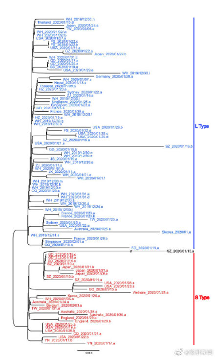 中国科研团队发现新冠病毒已突变 传染力有差异