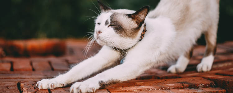 布偶猫多大可以繁殖 过早繁殖真的会死胎的！