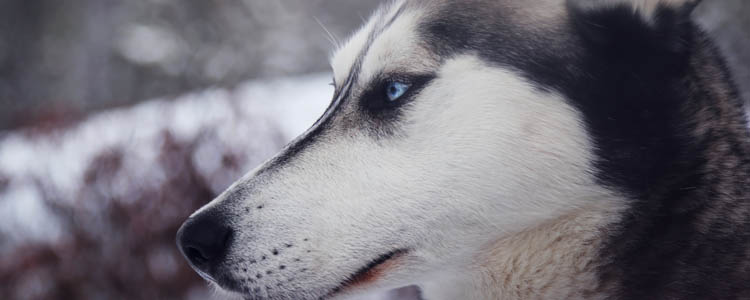 哈士奇是大型犬还是中型犬 中型犬运动量也很大！