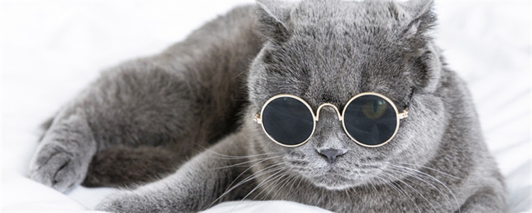 折耳猫吐了怎么办 千万别动不动就喂药！