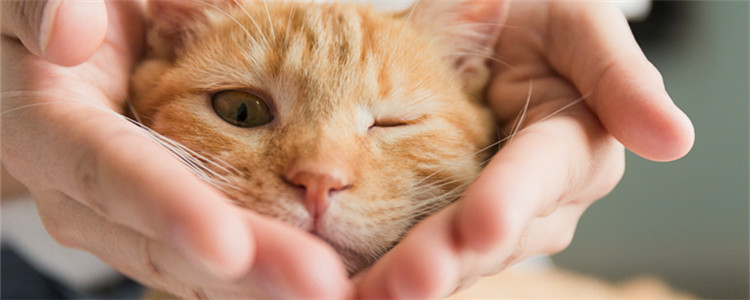 猫后颈皮多大不能提 真的不利于猫咪的健康！