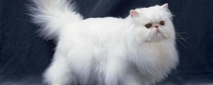 波斯猫为什么不能养 这三个原因是关键