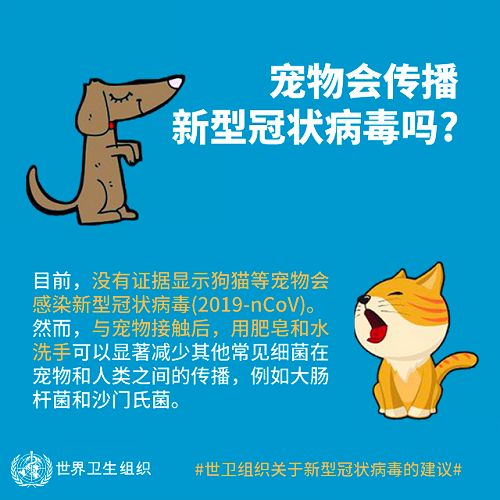 香港宠物狗被检出新冠弱阳性，不代表宠物可以传播病毒！