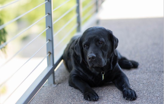 拉布拉多母犬能长多大 拉布拉多母犬是中大型犬吗？