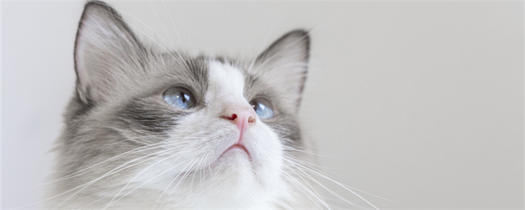 猫背拱起来是为什么 可能是猫咪生气了！