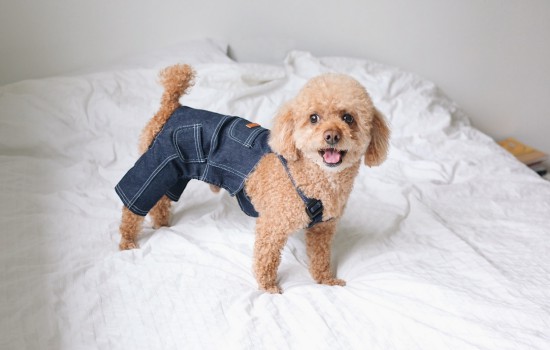 贵宾犬爱吃什么零食 贵宾犬喜欢的零食有哪些