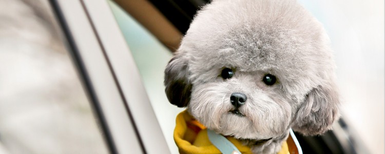 贵宾犬标准型 标准型的贵宾犬有多大呢？