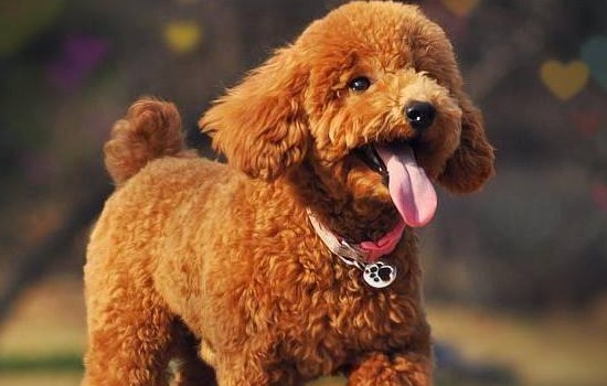 贵宾犬鼻子为什么会褪色 贵宾犬的鼻子为什么不黑了