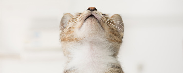 长毛狸花猫稀有吗 这种猫好吗