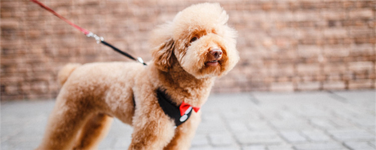 给泰迪洗澡正确的方法 一洗澡就撒欢？