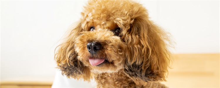 贵宾犬的寿命有多久 一般都是10-15年！