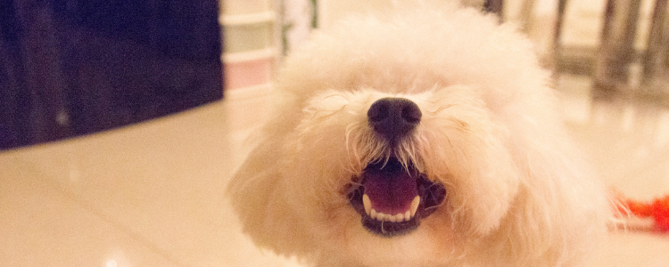 贵宾犬fci标准 fci贵宾犬种标准知多少？