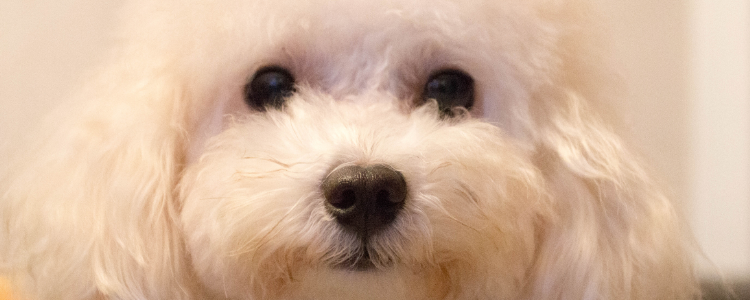 贵宾犬狗粮推荐 贵宾犬狗粮哪个牌子的好