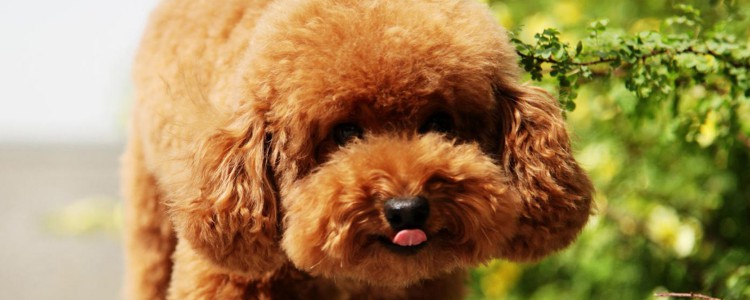 贵宾犬可以吃的水果蔬菜有 哪些水果贵宾犬可以吃？