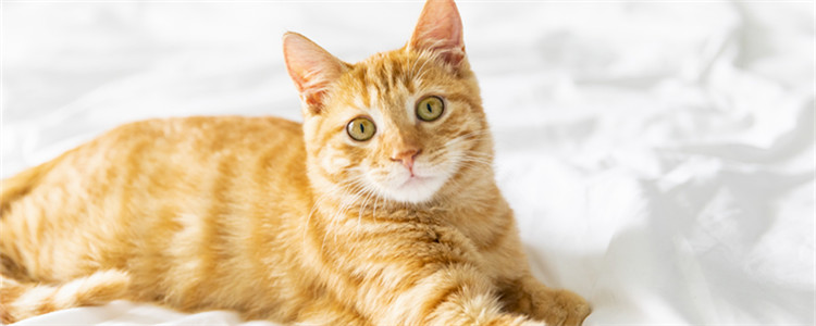 怎么修剪猫咪脚趾缝里的毛 脚毛需要常修哦