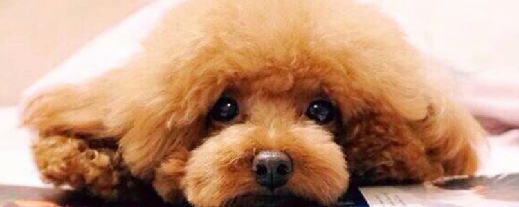 贵宾犬肉可以吃吗 贵宾犬肉好不好吃