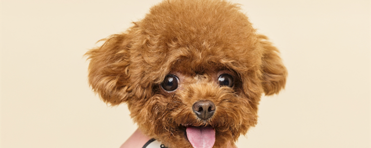 贵宾犬是什么狗 贵宾是什么品种的狗