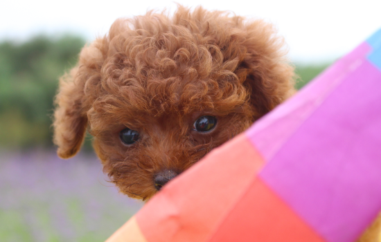 贵宾犬颜色 贵宾犬颜色介绍