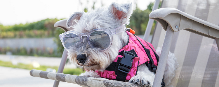 雪纳瑞耳朵里的毛怎么剪 雪纳瑞耳朵怎么清理耳毛