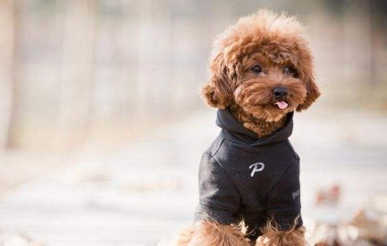 贵宾犬耳毛多久拔一次 隔多长时间给贵宾拔耳毛