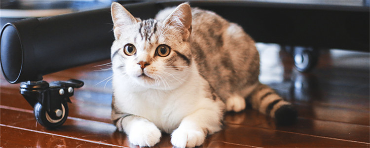 猫一天尿几次是正常的