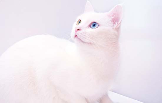 坐高铁回家猫咪怎么带
