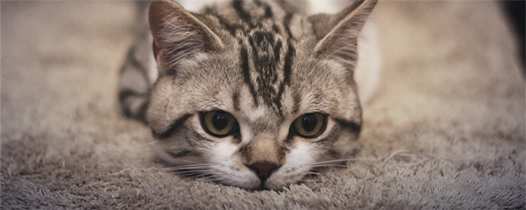 坐高铁回家猫咪怎么带