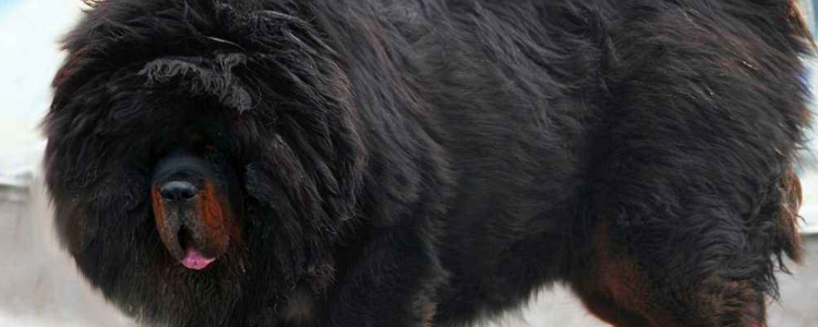 藏獒分几种 哪种最大