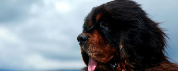 藏獒可以当宠物养吗