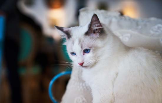 猫为什么对晃动的光那么感兴趣