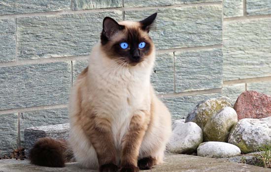 猫为什么喜欢对光影叫 这是正常反应