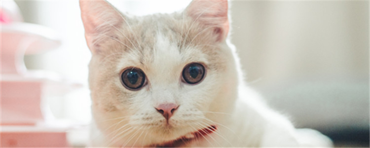 猫咪呼噜声代表什么 代表愉悦、轻松的心情