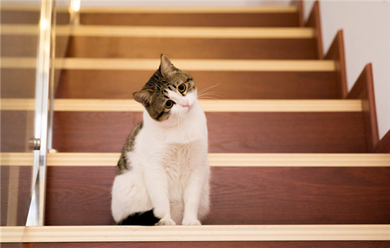 猫为什么突然往我电脑上面蹦 猫为什么喜欢跳上电脑