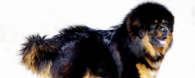 藏獒是狗吗 藏獒是什么？