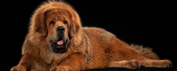 藏獒认主人吗 藏獒会服从于主人吗