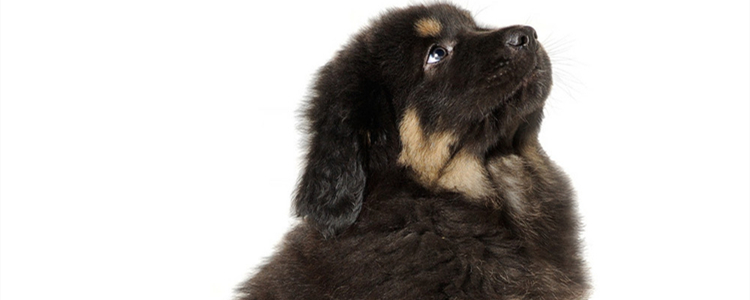 藏獒是什么动物的后代 藏獒是什么动物进化的