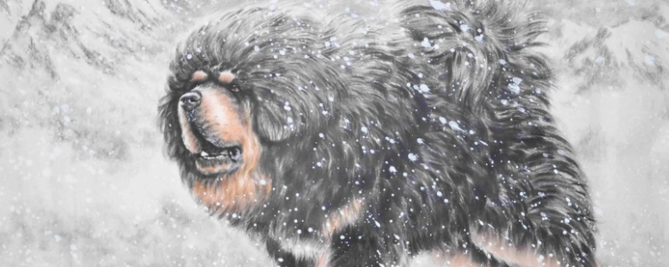 藏獒属于犬类吗 藏獒属于犬还是兽