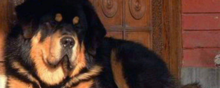 藏獒为什么不能当警犬 藏獒为什么成不了警犬