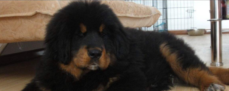 藏獒一生只认一个主人吗 藏獒只会认主一个人吗