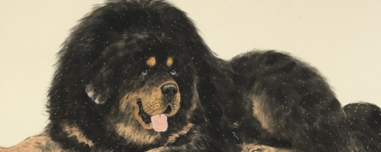 藏獒多重 成年藏獒多少斤