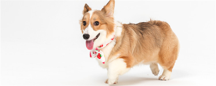 小狗全身冰凉能捂过来吗