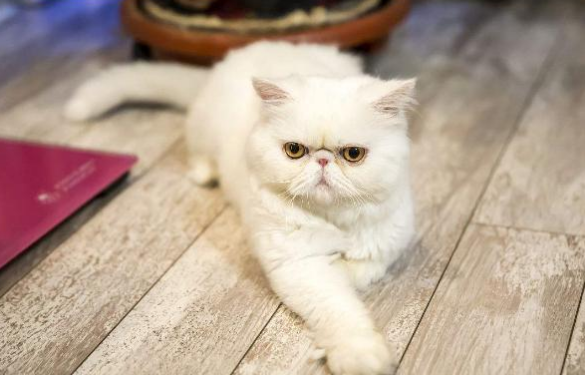 加菲猫为什么不让人抱着睡 加菲猫为什么不粘人